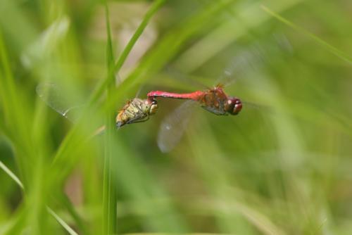 Sympetrum sanguineum